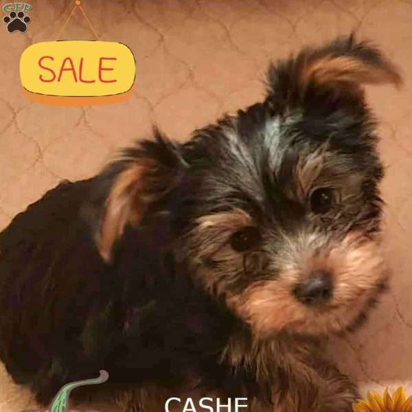 Cashe, Yorkie Puppy